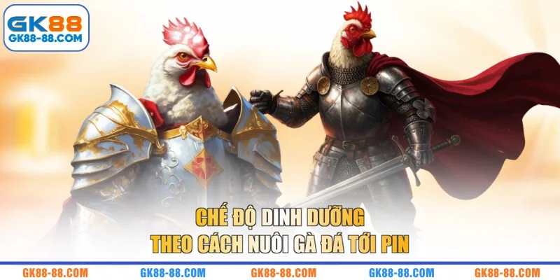 Chế độ dinh dưỡng theo cách nuôi gà đá tới pin